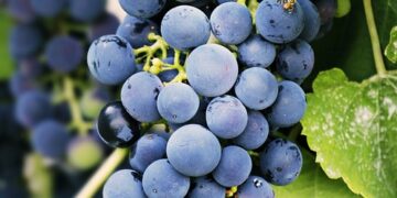 10 Expert Tips for Achieving Lasting Weight Loss with a Balanced Diet